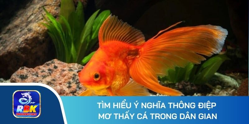 Mơ Thấy Cá Đánh Con Gì? Hé Lộ 20+ Số Đẹp Mang Lại Tài Lộc