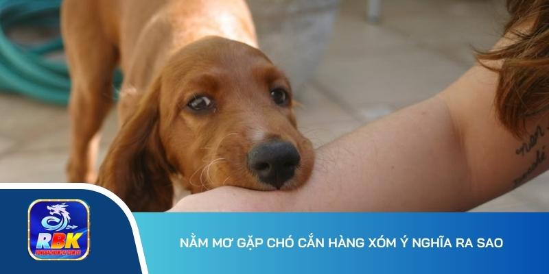 Mơ Thấy Chó Cắn Thông Điệp Gì? 15+ Số Không Nên Bỏ Lỡ 