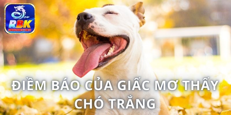 Mơ Thấy Chó Báo Hiệu Điều Gì? Nên Đánh Con Gì Để Gặp May