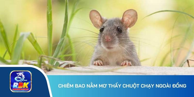 Mơ Thấy Chuột Gợi Ý Điều Gì? 20+ Số Đẹp Phải Chốt Ngay 