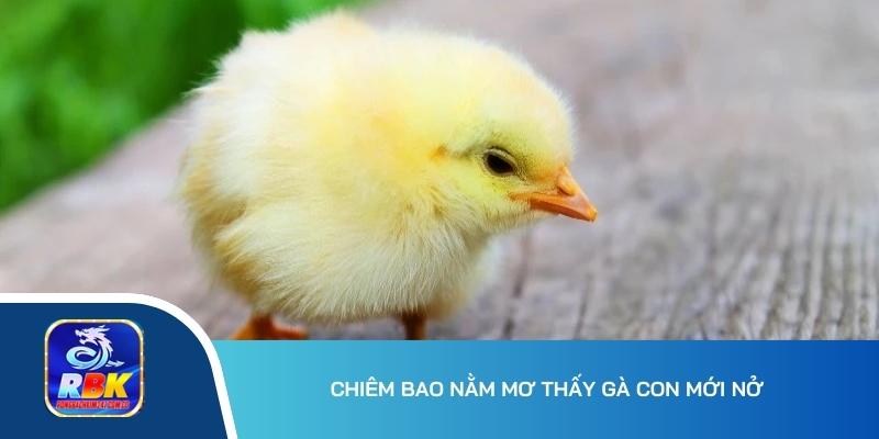 Mơ Thấy Gà Điềm Gì? 20+ Cặp Bạch Thủ Chơi Lô Đề Ăn Đậm