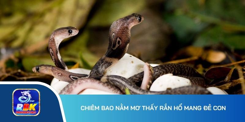 Mơ Thấy Rắn Hổ Mang Đánh Gì? Điềm Báo May Mắn Hay Xui Xẻo?