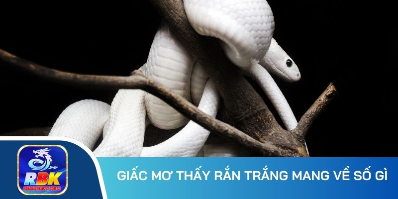 Giải Mã 10+ Giấc Mơ Thấy Rắn Và Con Số May Mắn Dễ Phát Tài