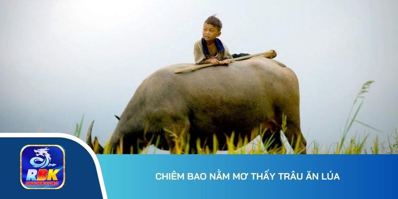 Mơ Thấy Trâu Đánh Đề Con Gì? 15+ Cặp Số Phát Tài, Phát Lộc