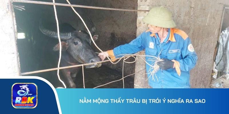 Mơ Thấy Trâu Đánh Đề Con Gì? 15+ Cặp Số Phát Tài, Phát Lộc