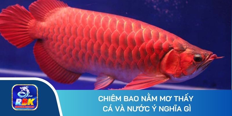 Mơ Thấy Cá Đánh Con Gì? Hé Lộ 20+ Số Đẹp Mang Lại Tài Lộc