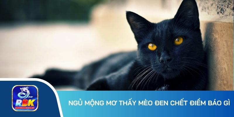 Mơ Thấy Mèo - Nên Đánh Con Lô Số Mấy Để Thần Tài Gõ Cửa?