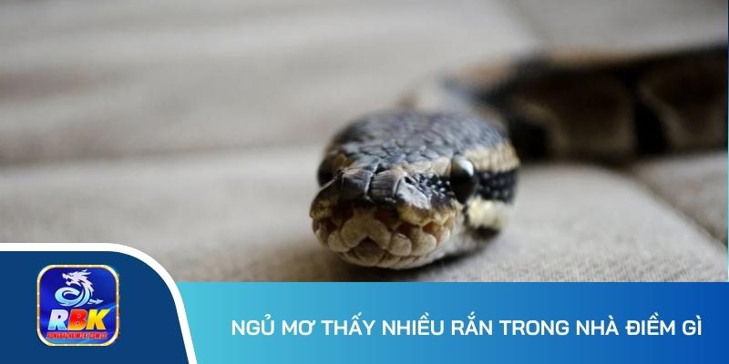 Mơ Thấy Nhiều Rắn Đánh Con Gì Để Rinh Về Phần Thưởng Khủng