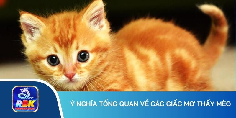 Mơ Thấy Mèo - Nên Đánh Con Lô Số Mấy Để Thần Tài Gõ Cửa?