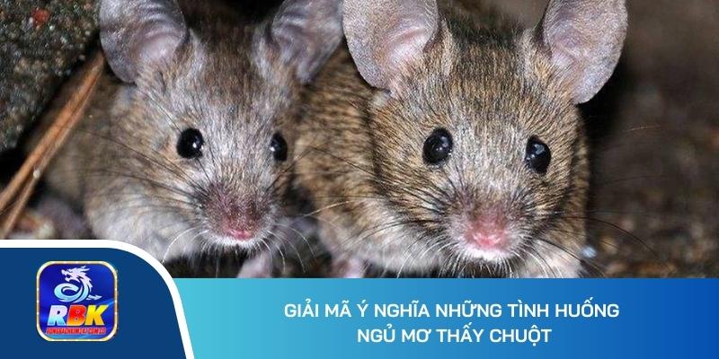 Mơ Thấy Chuột Gợi Ý Điều Gì? 20+ Số Đẹp Phải Chốt Ngay 