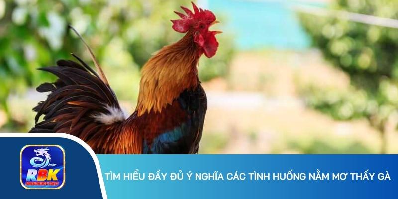 Mơ Thấy Gà Điềm Gì? 20+ Cặp Bạch Thủ Chơi Lô Đề Ăn Đậm