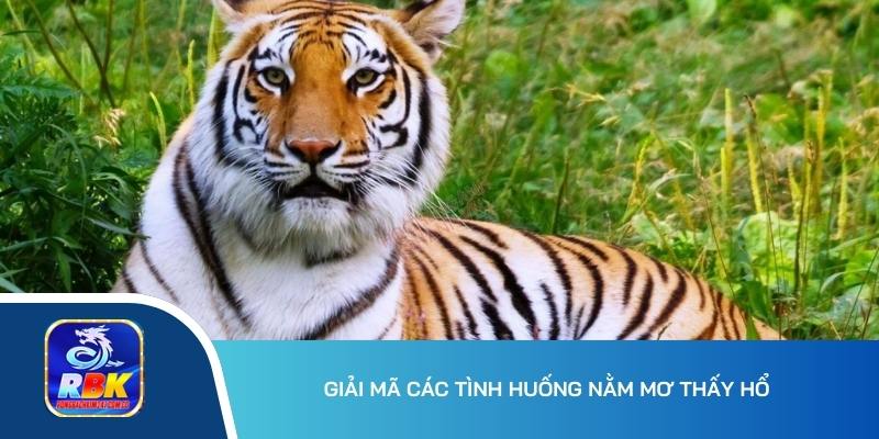 Mơ Thấy Hổ Ý Nghĩa Gì? 20+ Cặp Số Đẹp Chơi Lô Đề Bất Bại