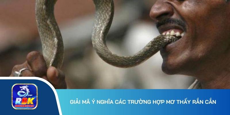 Mơ Thấy Rắn Cắn Hên Hay Xui? Hé Lộ 15+ Bộ Số Thắng Lớn