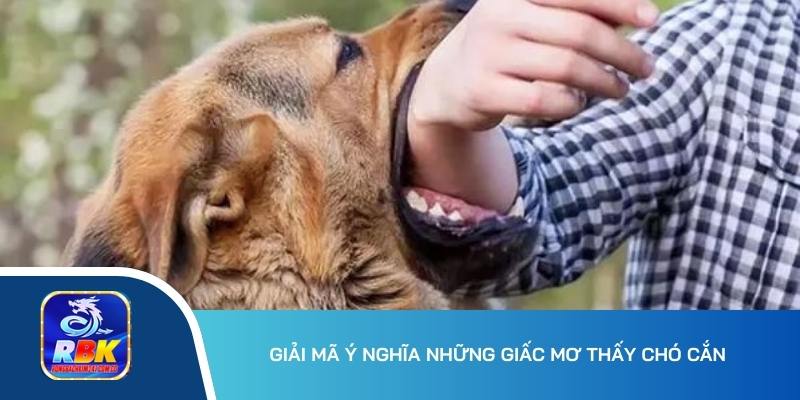 Mơ Thấy Chó Cắn Thông Điệp Gì? 15+ Số Không Nên Bỏ Lỡ 