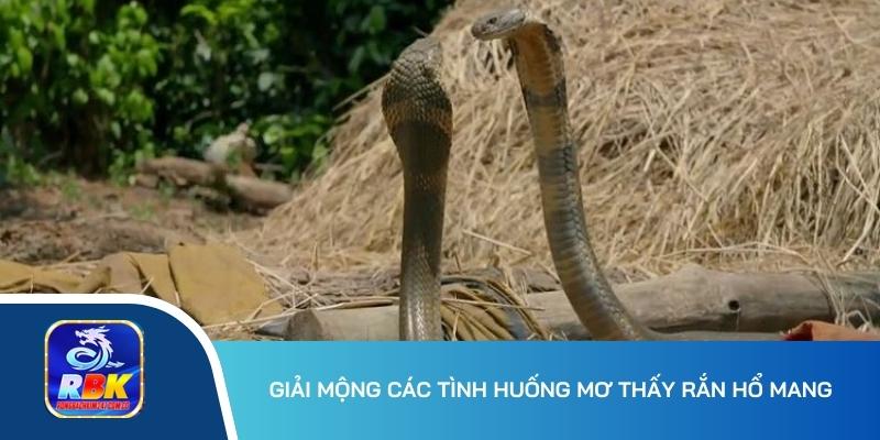 Mơ Thấy Rắn Hổ Mang Đánh Gì? Điềm Báo May Mắn Hay Xui Xẻo?
