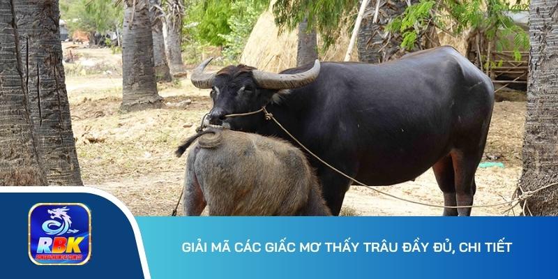 Mơ Thấy Trâu Đánh Đề Con Gì? 15+ Cặp Số Phát Tài, Phát Lộc